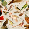 TRENCACLOSQUES DEL MÓN ANIMAL IL·LUSTRAT
