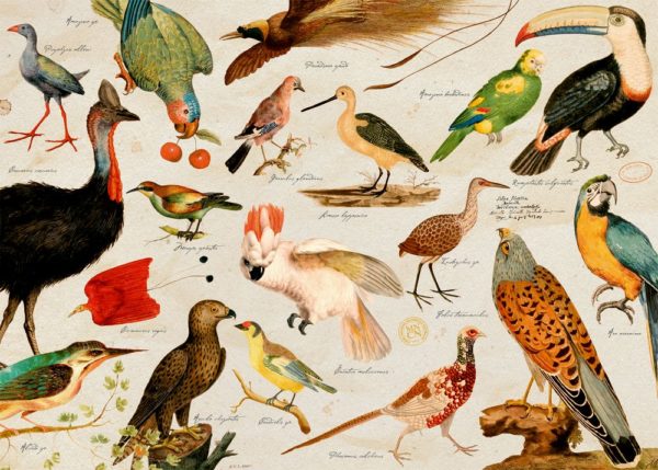TRENCACLOSQUES DEL MÓN ANIMAL IL·LUSTRAT